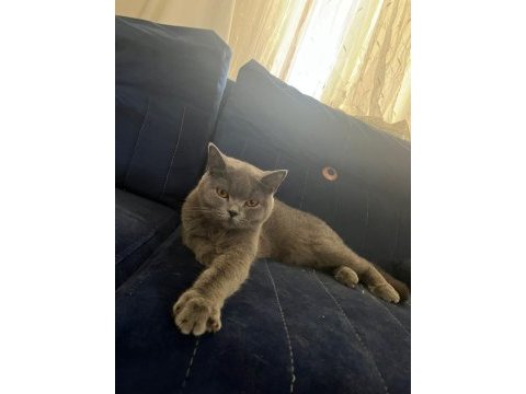 Kedimiz dumanla gümüş sahiplendirilecektir