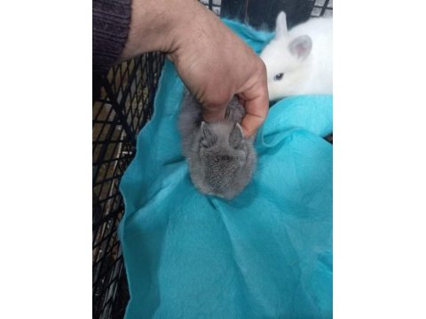 Cüce tavşan yavruları