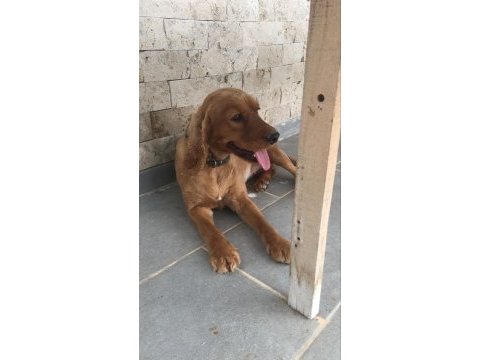 3 yaşında cocker kızımız yeni yuvasını arıyor