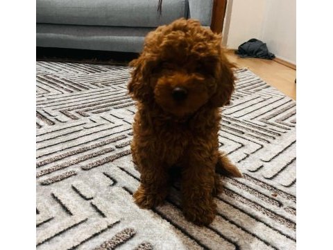 Red brown sağlıklı toy poodle yavrumuz