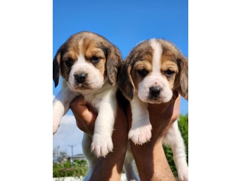 Mini boy elizabeth beagle bebekler