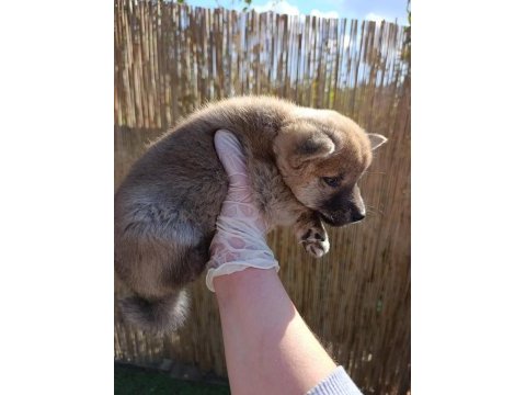 Shiba ınu, nadir, safkan,asil