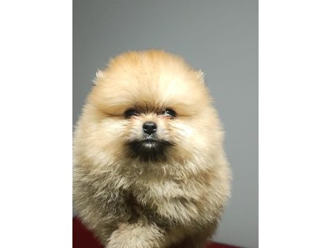 Pomeranian boo yavrularımız ırk ve sağlık garantili