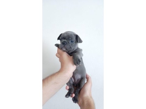 A kalite blue french bulldog yavrumuz