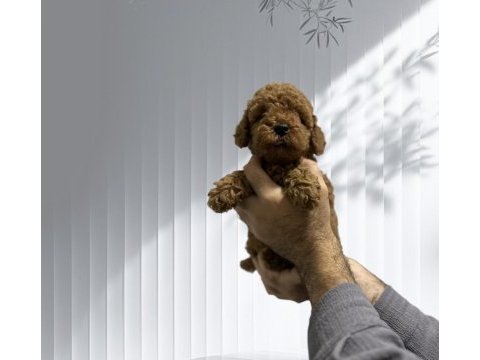 Toy poodle orjinal