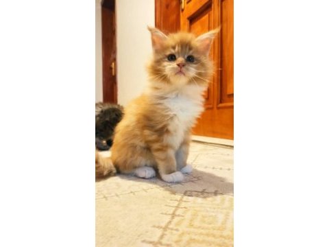 İlloai ve arthur yavruları hepsi şampiyon adayı maine coon
