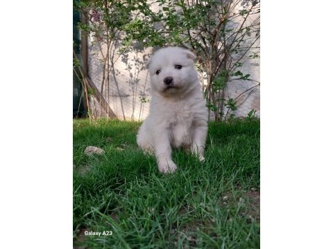 Bir-birinden güzel rus samoyed yavrular