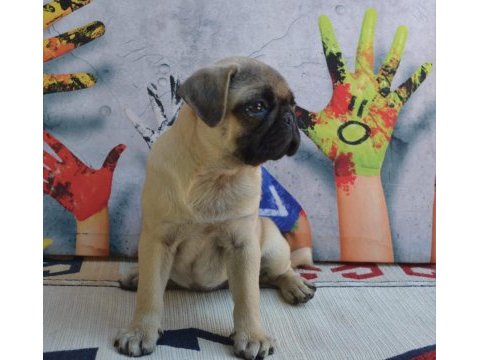 3 adet dişi pug bebek