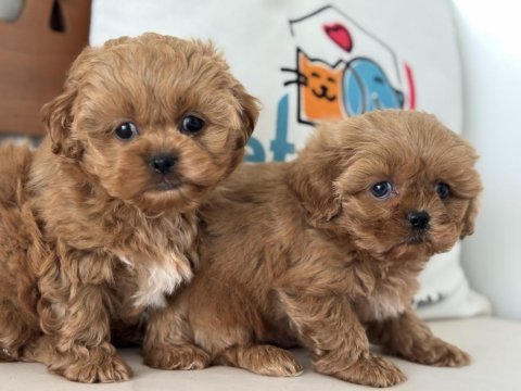 Yasal ruhsatlı çiftlikde ziyarete açık maltipoo yavrular