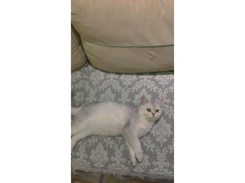 British shorthair dişi şecereli 6 aylık