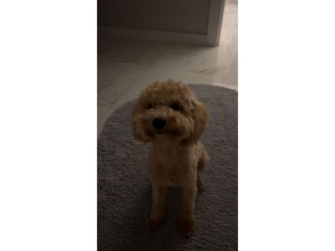 Toy poodle