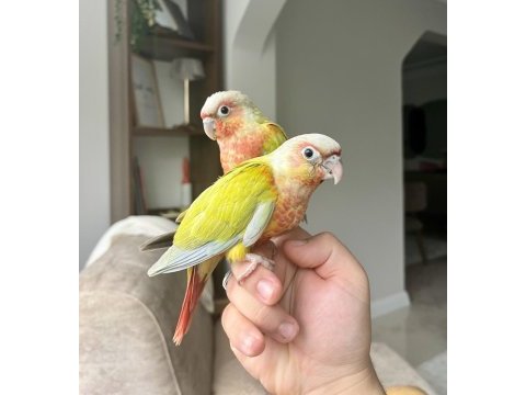 Suncheek konur bebekler