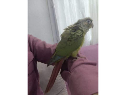 El besleme konur papağanı