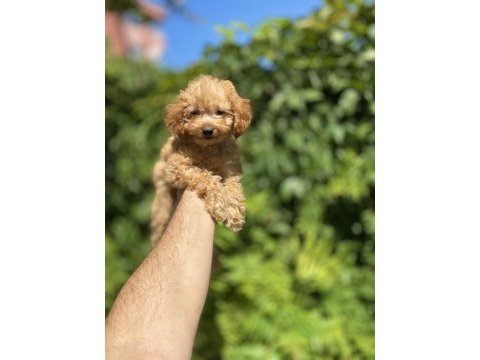 Çok sevimli ve oyuncu toy poodle yavrumuz