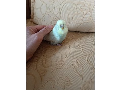 Muhabbet kuşu damızlık dişi