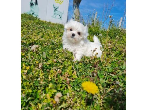 Miniboy kore kanı maltese bebekler -- sun kennels
