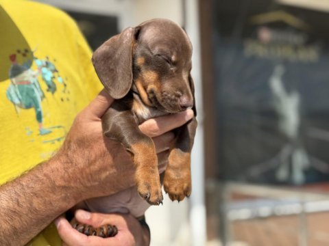 Petmode köpek çiftliğinde ziyarete açık dachshund