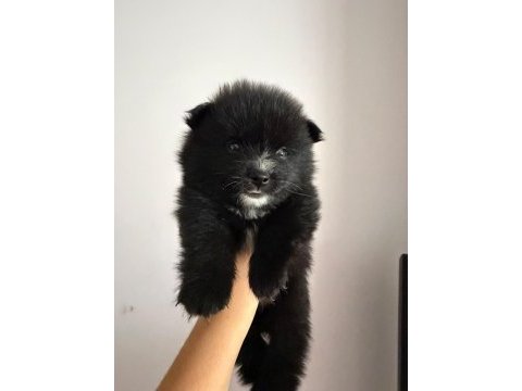 2 aylık pomeranian alman spitz