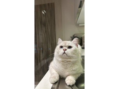 Mavi gözlü british shorthair kedimiz yuva arıyor