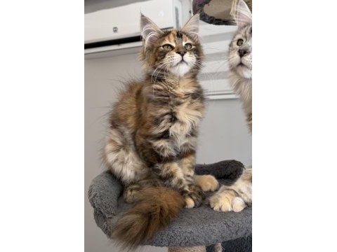 Mco dişi kahverengi tortie maine coon