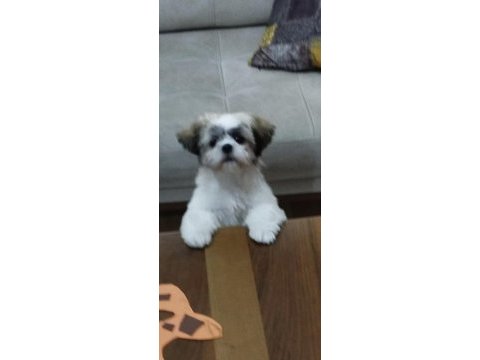 4 aylık aşıları tamam çipli shih tzu