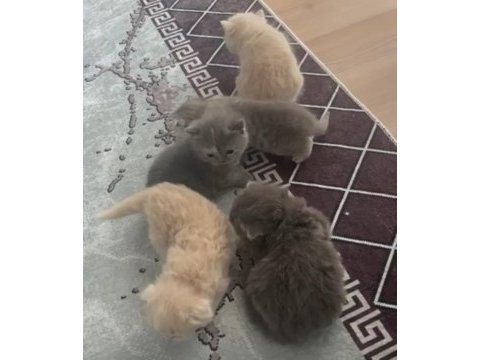 Kedilerim sahiplerini bekliyor
