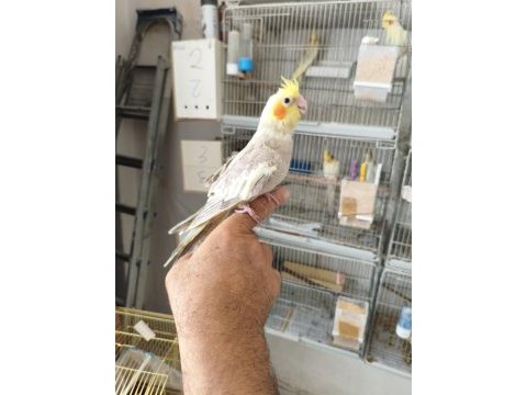 45 50 günlük ele alıştırmalık sultan papağanı