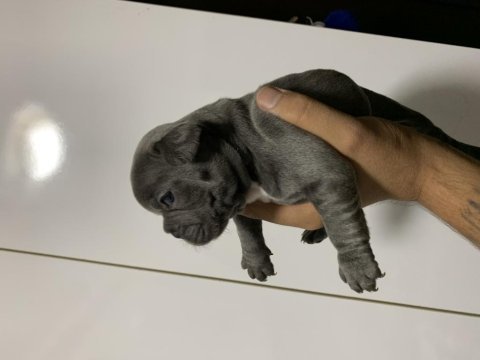 Blue french bulldog