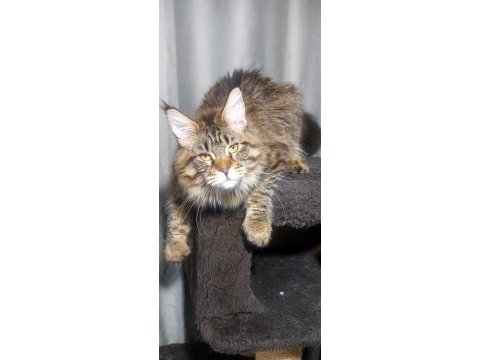 Full şecereli maine coon ünvanlı ebeveynlerden
