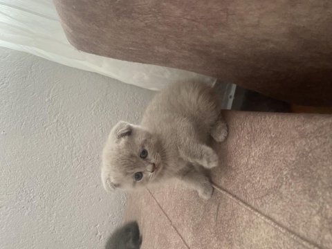 Scottish fold yavrumuz