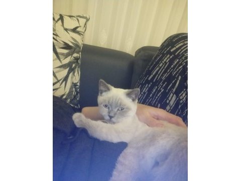 Saf kan eğitimleri tam british shorthair