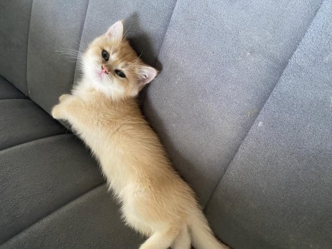 Ny12 dişi british shorthair bebekler