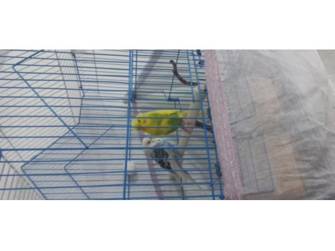 Eş olarak tek olarakta verilebilir muhabbet kuşlar