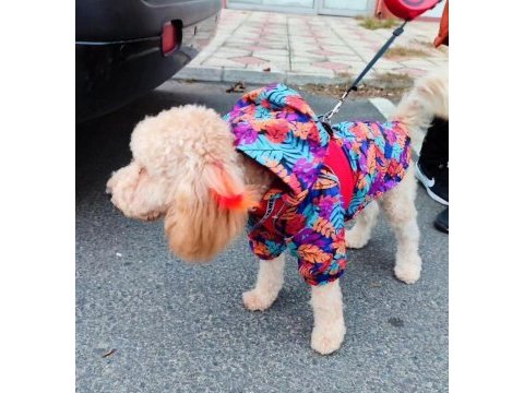 Poodle yuvam olmak istermisin