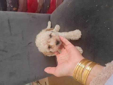 Tuvalet egitimli minyatür maltipoo minnaklarım