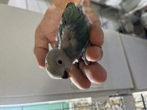 30 günlük yeni yeme düşecek sevda papağanı