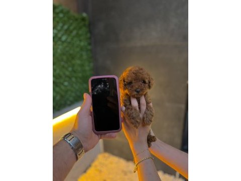 Micro teacup kore poodle yavrularımız