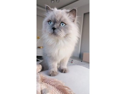 Kısır çipsiz british longhair
