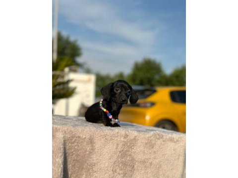 Show kalite sosis köpeği yavruları
