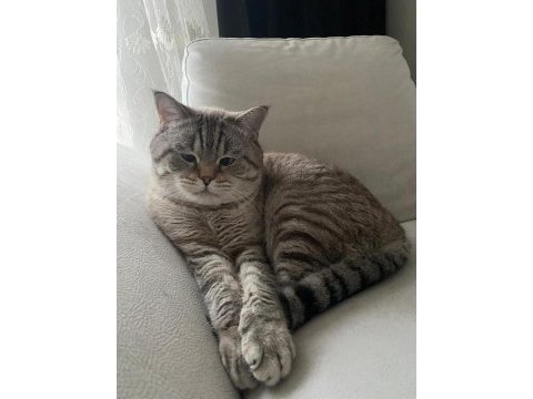 Acil british shorthair