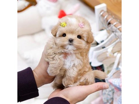 Safkan toy poodle bebeklerimiz