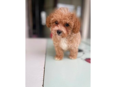 Tatlı yüzlü maltipoo bebeklerim