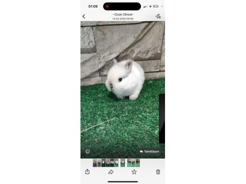Orjinal cüce tavşan yavrusu istanbul / gönderim mevcuttur