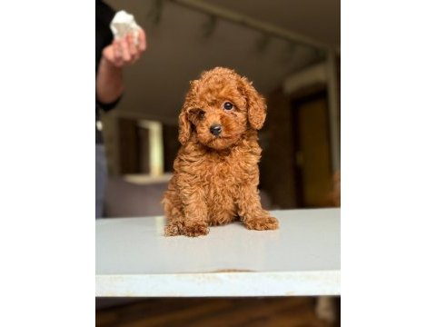 Safkan toy poodle yavrular