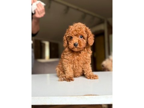 Safkan toy poodle yavrular