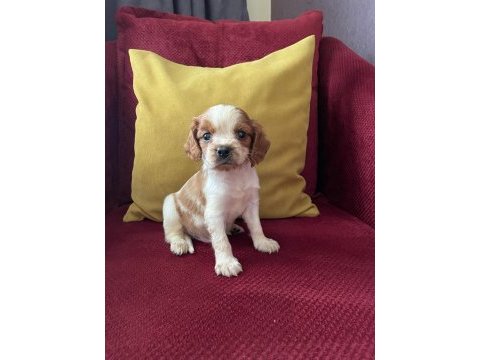 Asilzade yavru cavalier king charles