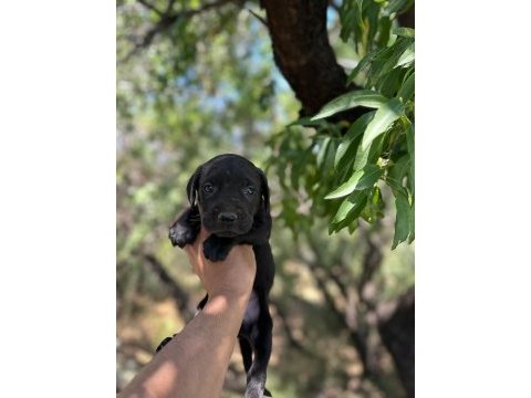 Cane corso yavrularım sağlık ve ırk garantilidir