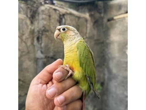 Pıneapple yavru konur papağanı