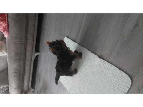 Saf kan teacup yorkshire terrier yavrumuz