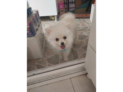 Evinizin sevgi yumağı pomeranian boo